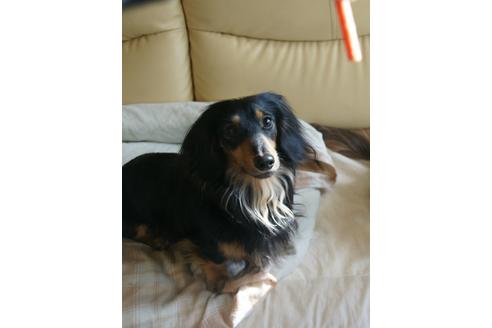 販売中のミニチュアダックスフンド(ロングヘアード)の親犬